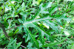 Solanum atropurpureum