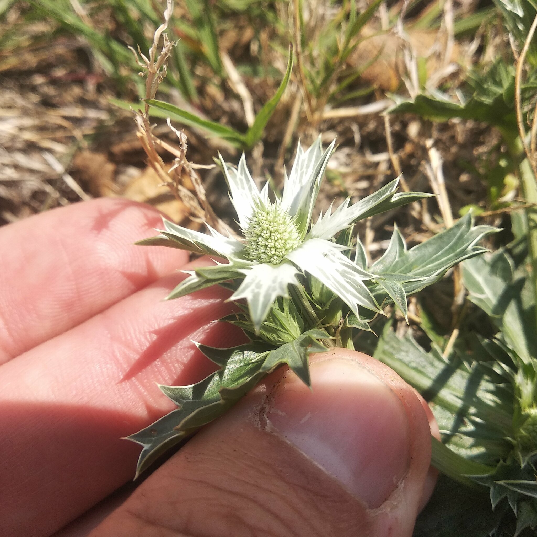 Eryngium carlinae F.Delaroche