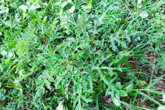 Solanum atropurpureum