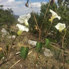 Ipomoea proxima
