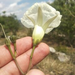 Ipomoea proxima