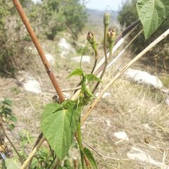Ipomoea proxima