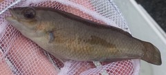 Tautogolabrus adspersus