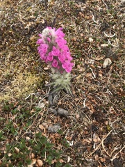 Pedicularis lanata