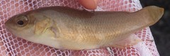 Tautogolabrus adspersus
