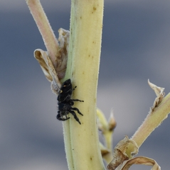 Phidippus audax