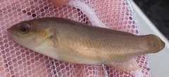 Tautogolabrus adspersus