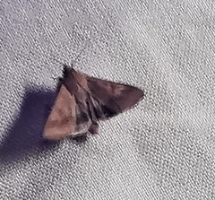 Helicoverpa armigera
