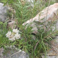 Asclepias mexicana