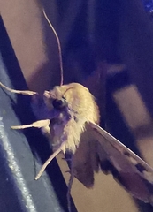 Helicoverpa armigera