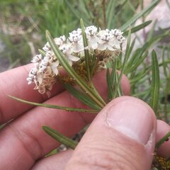 Asclepias mexicana