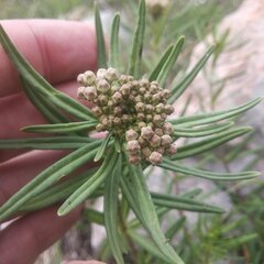 Asclepias mexicana
