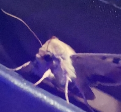 Helicoverpa armigera