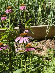 Danaus plexippus