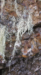 Ramalina australiensis