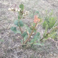 Asclepias lynchiana