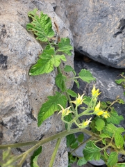 Solanum lycopersicum image