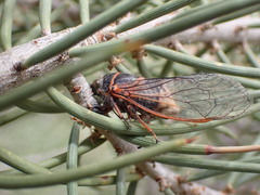 Platypedia sylvesteri