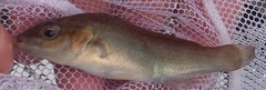 Tautogolabrus adspersus