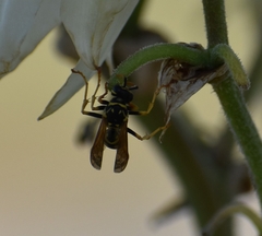 Polistes dominula