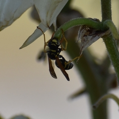 Polistes dominula