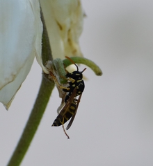 Polistes dominula