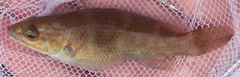 Tautogolabrus adspersus