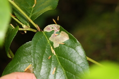 Cameraria gaultheriella