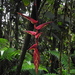 Heliconia pastazae - Photo (c) Jorge L. Peña, some rights reserved (CC BY-NC), uploaded by Jorge L. Peña