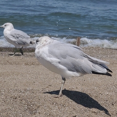Larus delawarensis