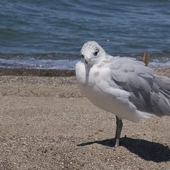 Larus delawarensis