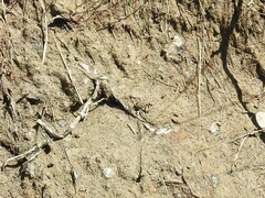 Cicindela ancocisconensis