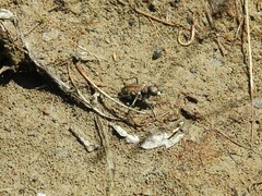 Cicindela ancocisconensis