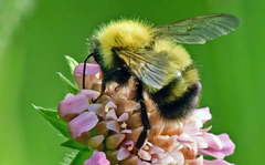 Bombus perplexus