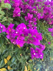 Bougainvillea