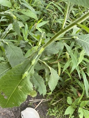 Neolasioptera vernoniae