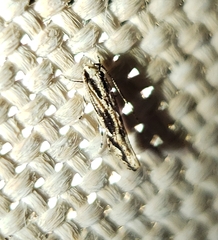 Melanocinclis lineigera