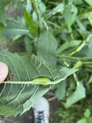 Neolasioptera vernoniae