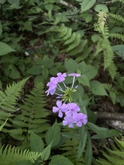Phlox maculata
