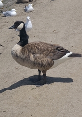 Branta canadensis