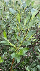 Salix pulchra