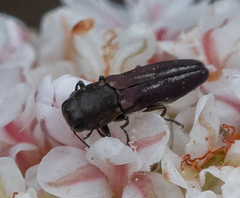 Agrilus blandus