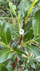 Salix pulchra
