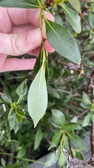 Salix pulchra
