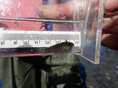 Clinocottus acuticeps