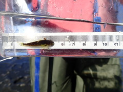 Clinocottus acuticeps