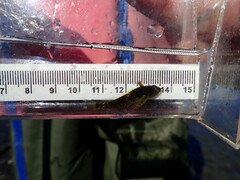 Clinocottus acuticeps