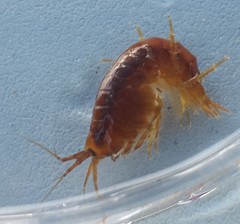 Gammaridae
