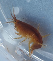 Gammaridae