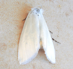 Scirpophaga praelata